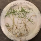 BioGran – Mikroorganismer for bærekraftig biologisk bekjemping av sopp på granplanter