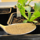 Insektfrass og jordbakterier som bærekraftig gjødsel og biologisk plantevernmiddel